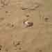 24.Broken Goblet at  Mound of Ganweri wala, Cholistan,21.08.